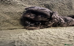 Shih Tzu dogs for sale: A lovely litter of Shih Tzu pups - Image 15