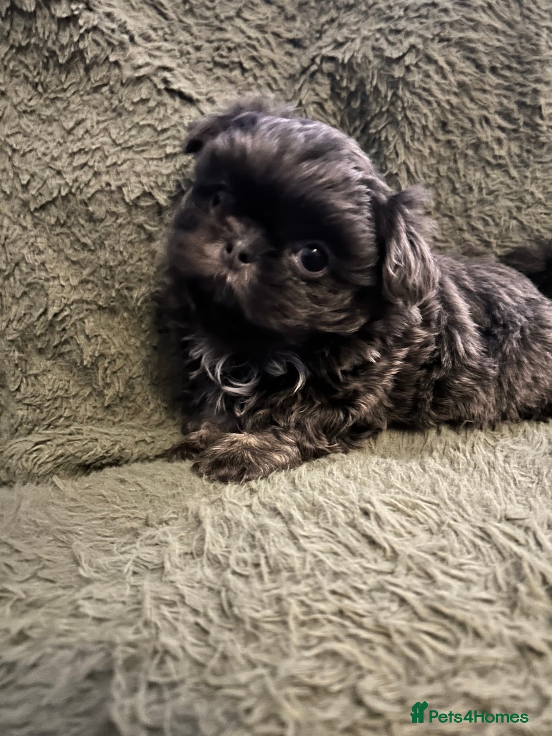 Shih Tzu dogs for sale: A lovely litter of Shih Tzu pups - Image 15