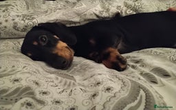 Miniature Dachshund dogs for sale: Miniature dachshund puppies - Image 6