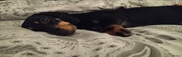 Miniature Dachshund dogs for sale: Miniature dachshund puppies - Advert 7
