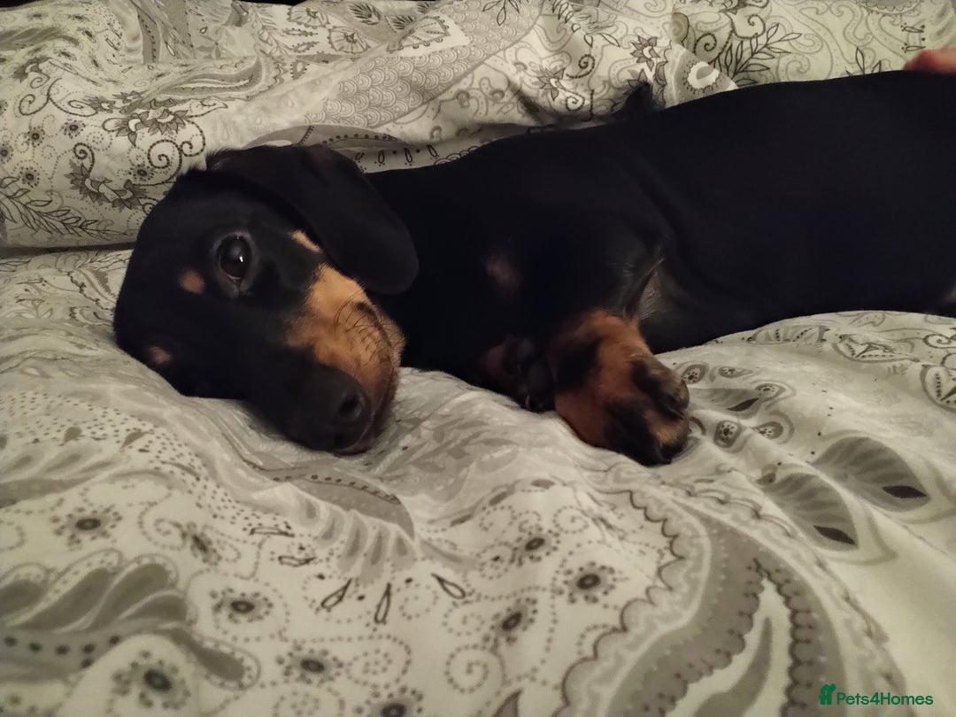 Miniature Dachshund dogs for sale: Miniature dachshund puppies - Image 6