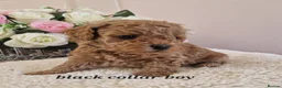 Cavapoochon dogs for sale: Beautiful cavapoochon puppies  - Advert 5
