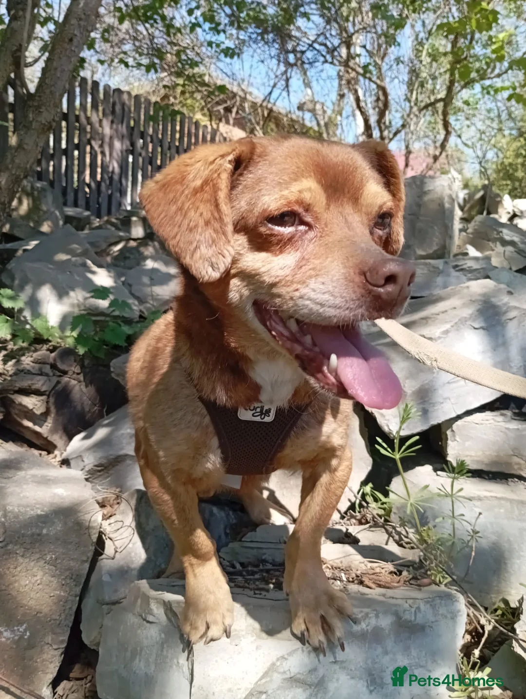 Mixed Breed dogs for adoption: 💙🐶 ALAN – LEFT BEHIND, BUT STILL RUNNING in Burton-on-Trent - Advert 2