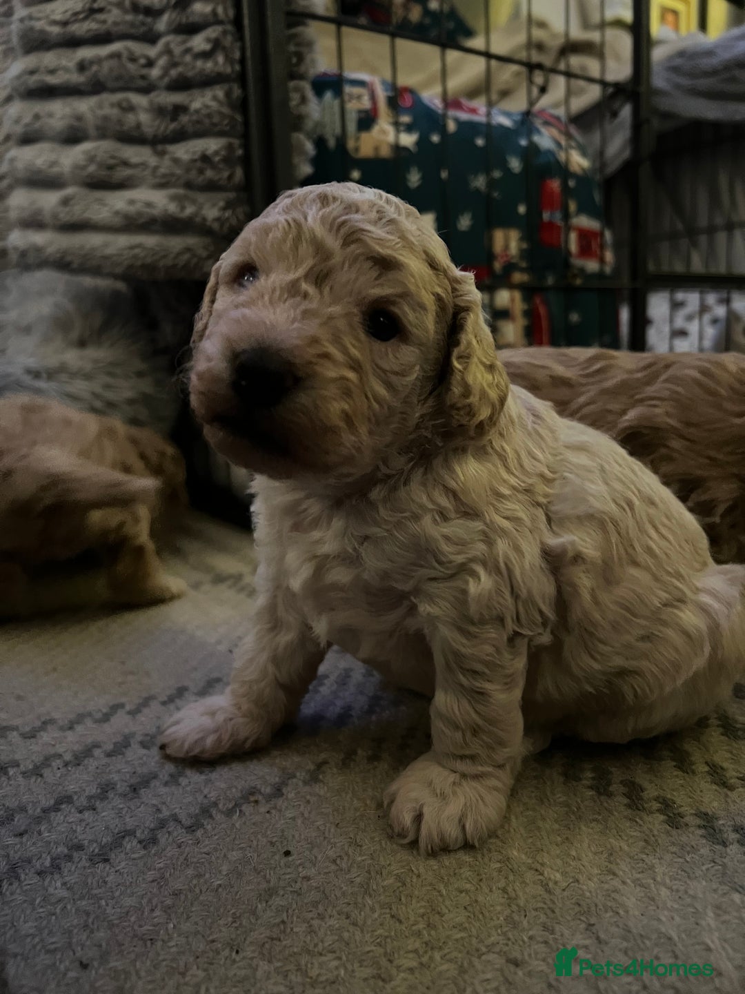 Cockapoo dogs for sale: Cockapoos for sale.  - Advert 17