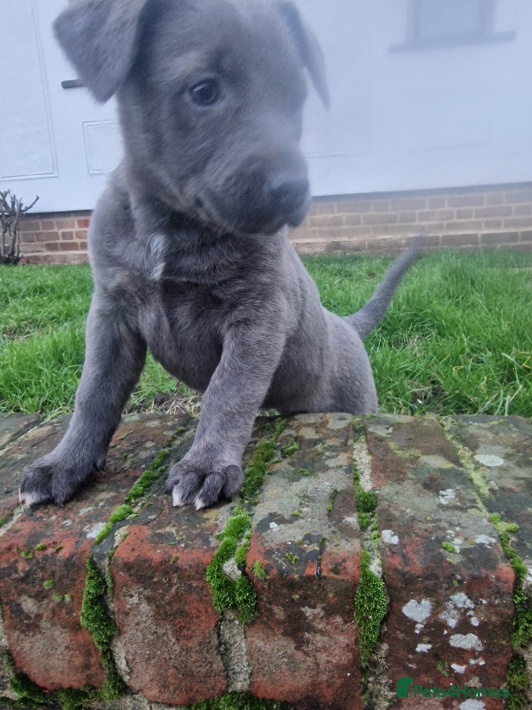 Mixed Breed dogs for sale: Dutch shepered X Doberman x malinois puppys  - Advert 14