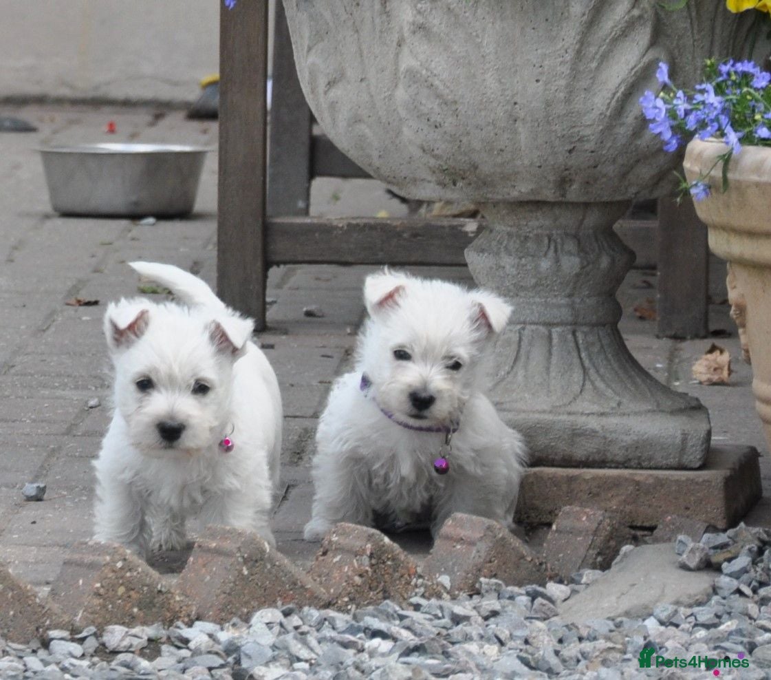 West Highland Terrier dogs West Highland Terrier Puppy Girls - Advert 1