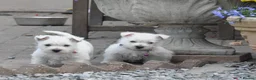 West Highland Terrier dogs for sale: West Highland Terrier Puppy Girls - Advert 1