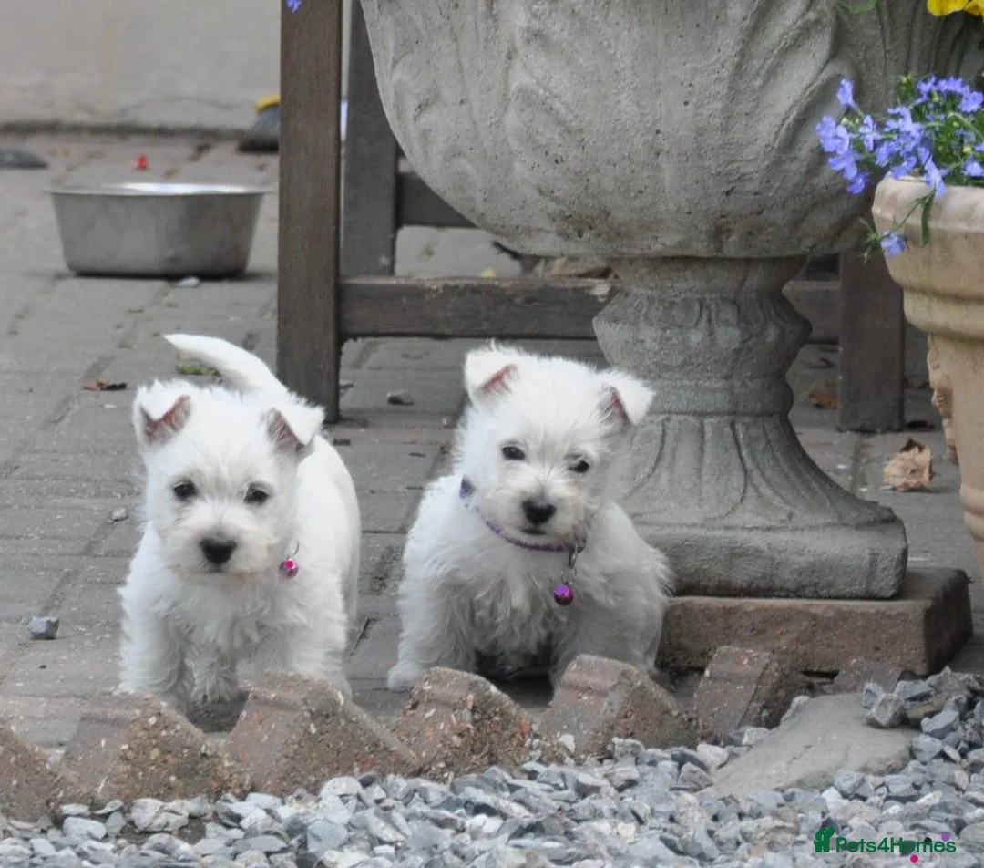 West Highland Terrier dogs for sale: West Highland Terrier Puppy Girls - Advert 1