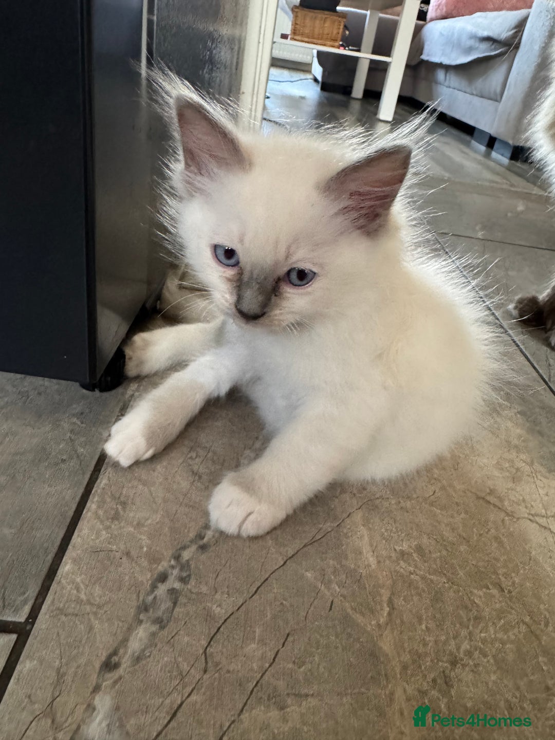 Ragdoll cats for sale: 3 Female Purebred Ragdoll Kittens - Image 6