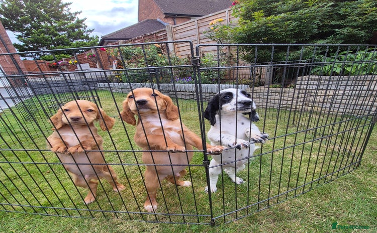 Cocker Spaniel dogs - Advert 3