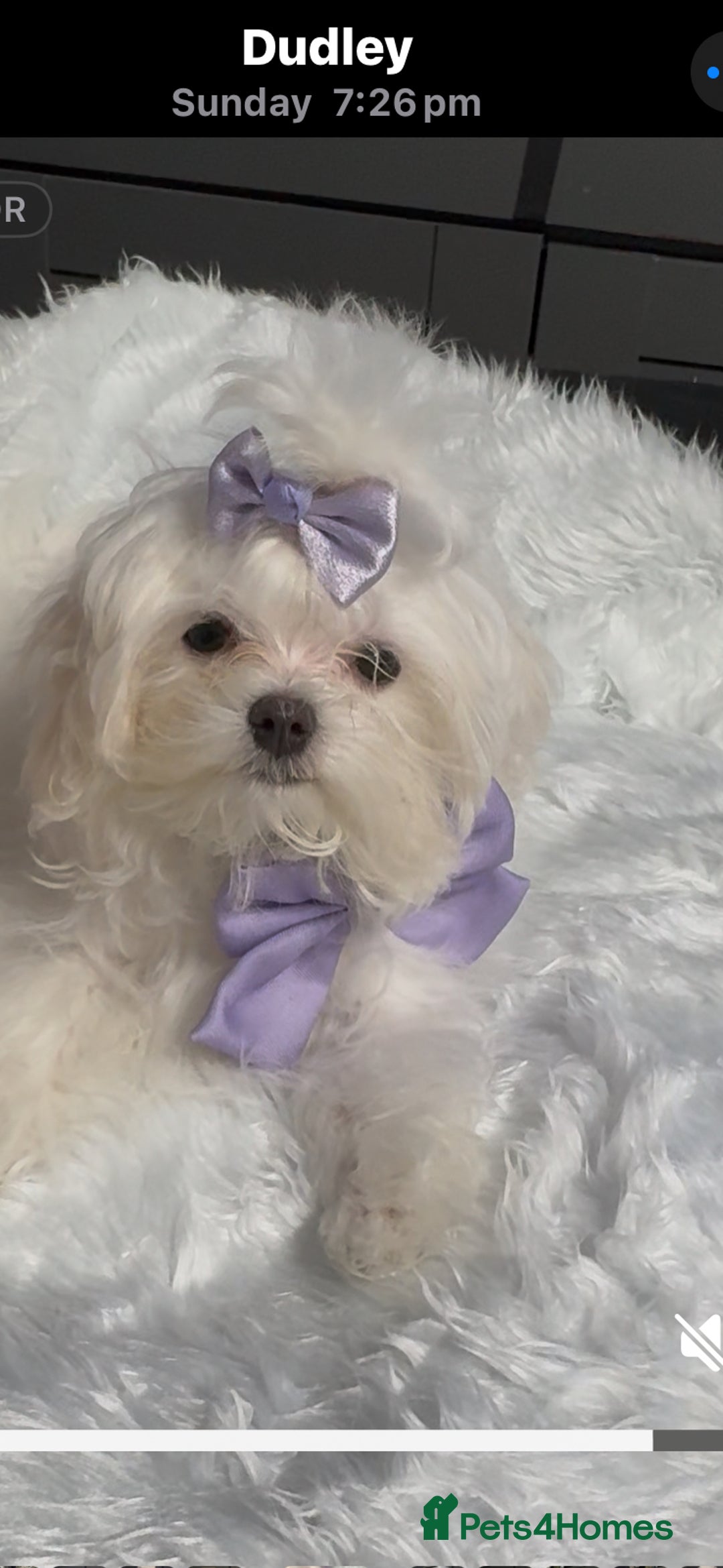 Maltese dogs for sale: ✨ Korean Maltese Hypoallergenic pure breed Girls ✨ - Advert 2
