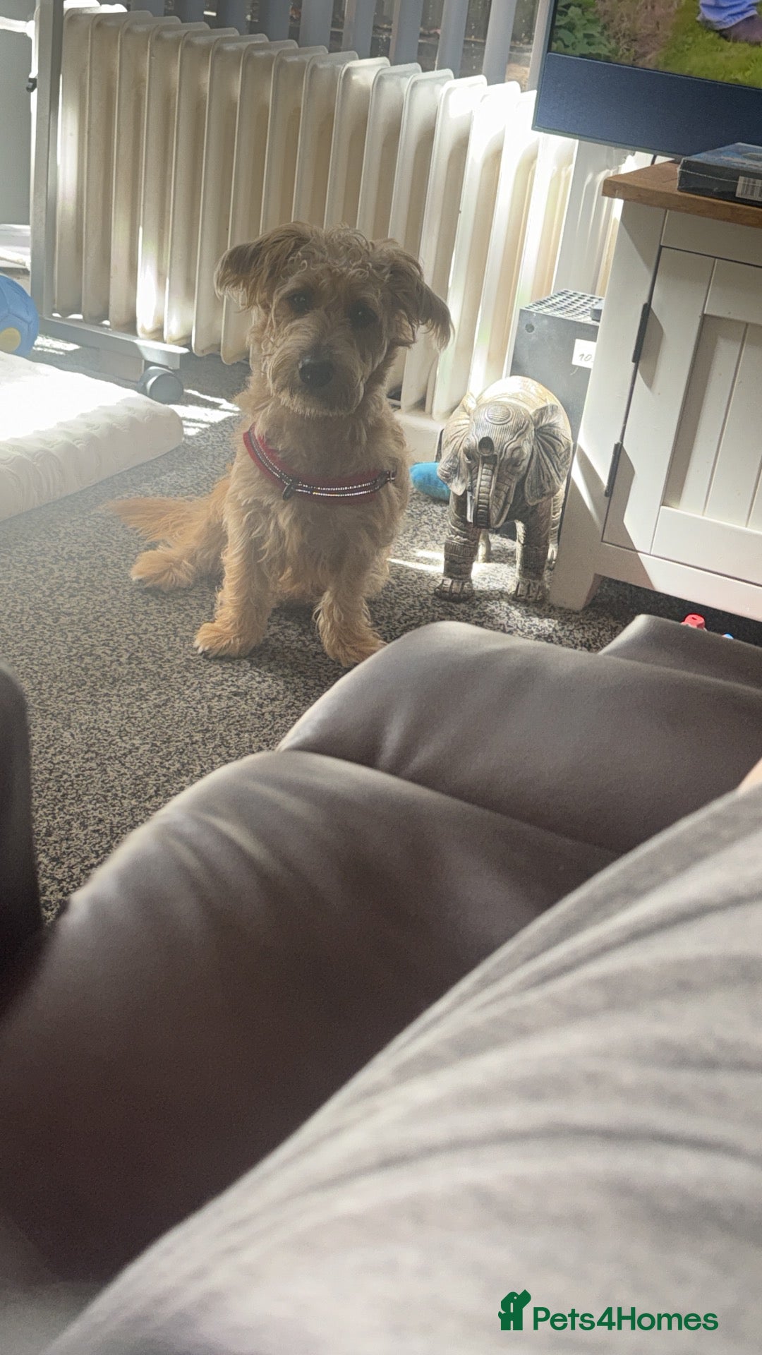 Mixed Breed dogs for sale: Jack Russell cross - Advert 22