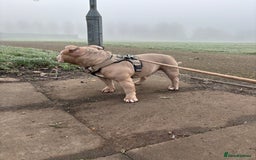 American Bully dogs for stud:  PROVEN💯Pocket/Micro American Bully🦍KUJO - Stud - Image 8