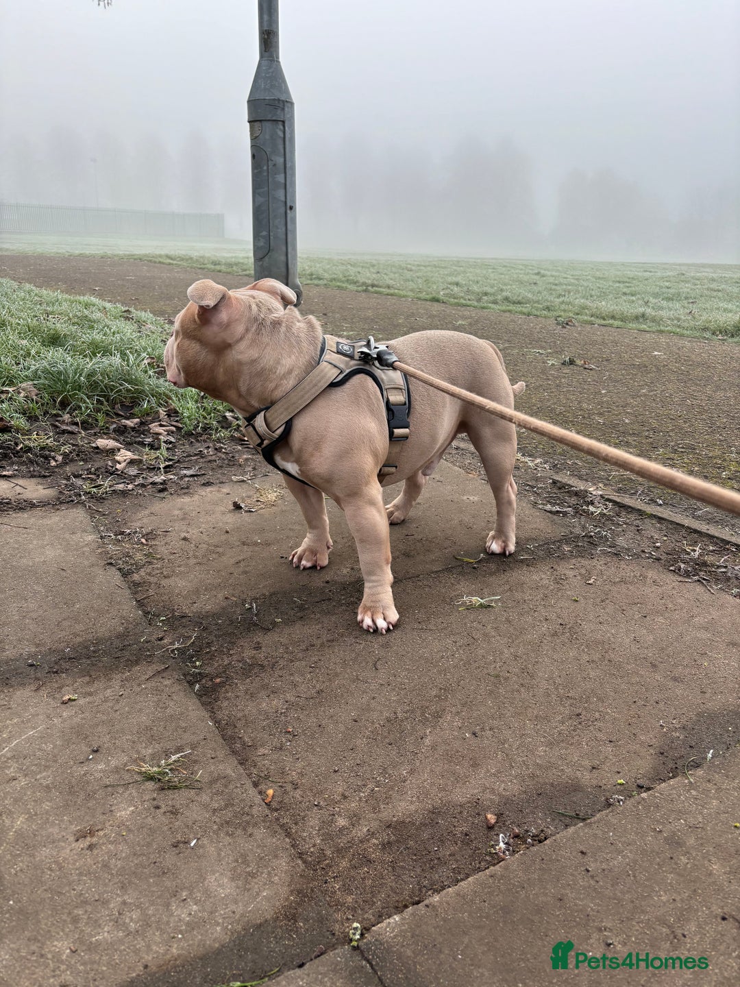 American Bully dogs for stud:  PROVEN💯Pocket/Micro American Bully🦍KUJO - Stud - Image 8