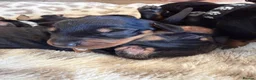 Dachshund dogs for sale: Dachshund Puppies – 2 Reserved, Family Raised - Advert 19