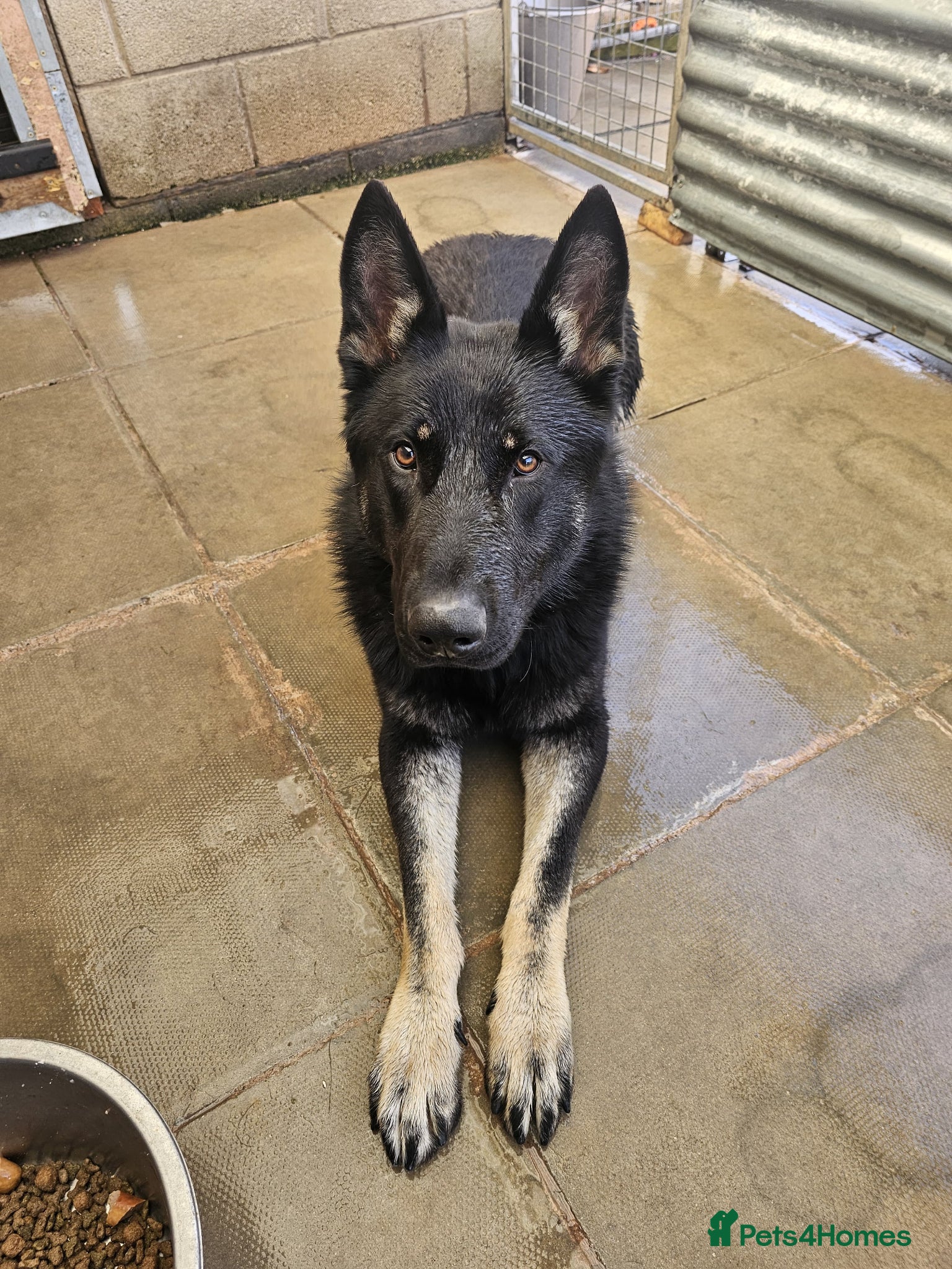 German Shepherd dogs German Shepherd dog for sale - Advert 2