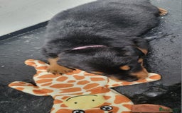 Rottweiler dogs for sale: Stunning rottweiler puppies  - Image 3