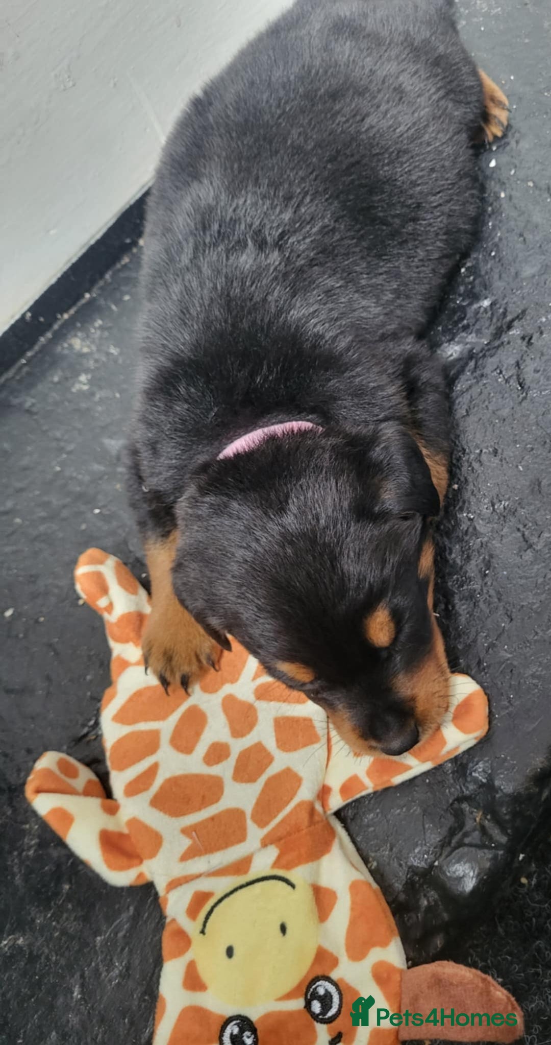 Rottweiler dogs for sale: Stunning rottweiler puppies  - Image 3
