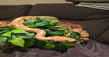 Python Snake reptiles - Advert 3