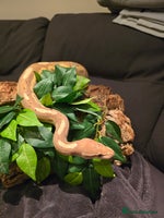 Python Snake reptiles - Advert 2