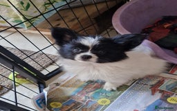 Papillon dogs for sale: Beautiful, Papillon boys in Cambridge - Image 21