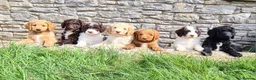 Labradoodle dogs for stud: Outstanding Australian Labradoodle Stud - Advert 10