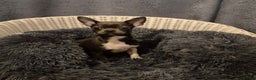 Chihuahua dogs for sale: ❤️KC Blue Chihuahua Puppy Ready Now Vaccinated ❤️ - Advert 6
