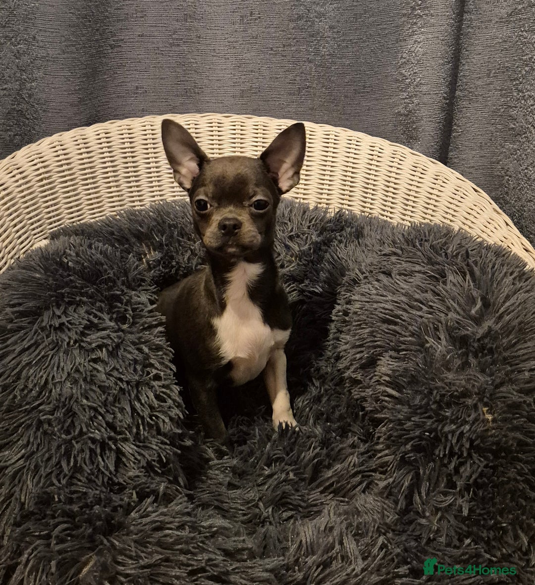 Chihuahua dogs for sale: ❤️KC Blue Chihuahua Puppy Ready Now Vaccinated ❤️ - Advert 6