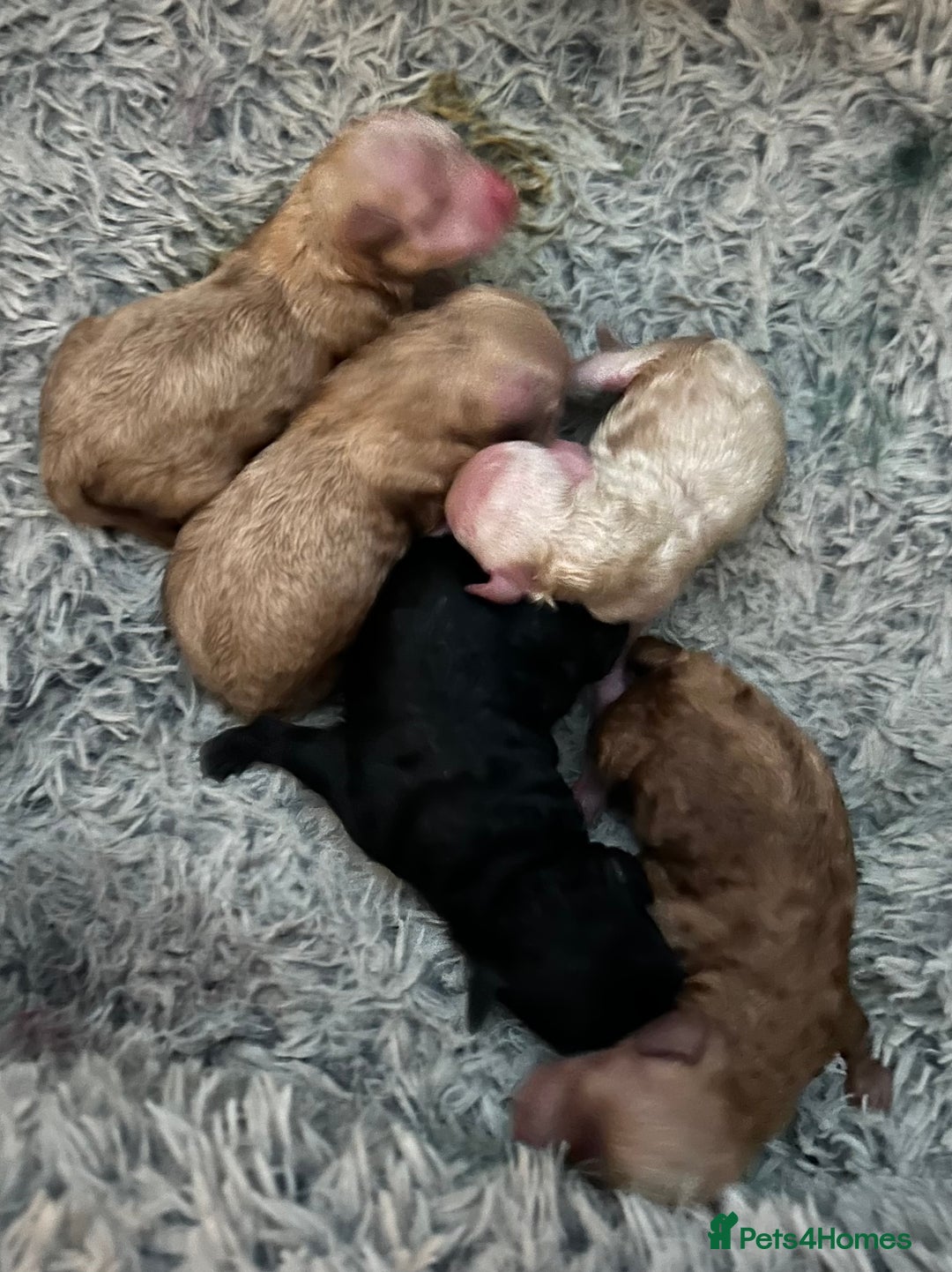 Toy Poodle dogs for sale: Toy poodle puppies ready now. Aberdeenshire - Image 15