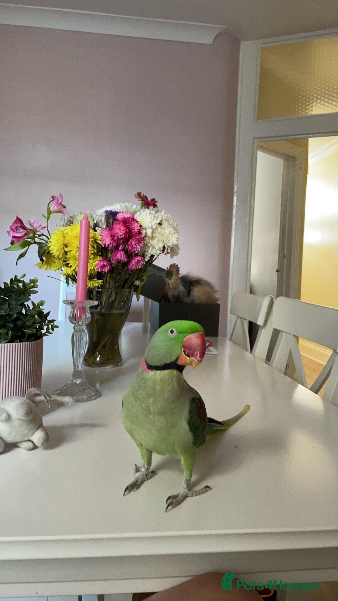 Parakeets birds for sale: Rose-ringed parakeet  - Advert 3