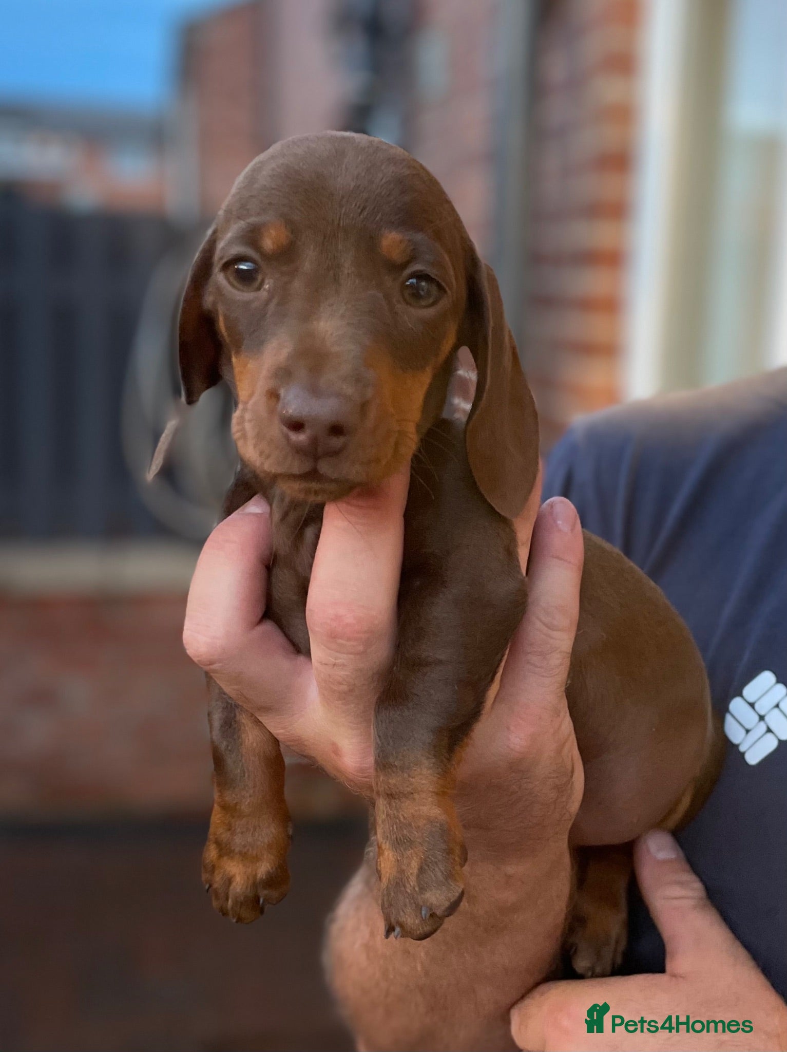 Miniature Dachshund dogs Miniature Dachshund Puppies - Advert 1