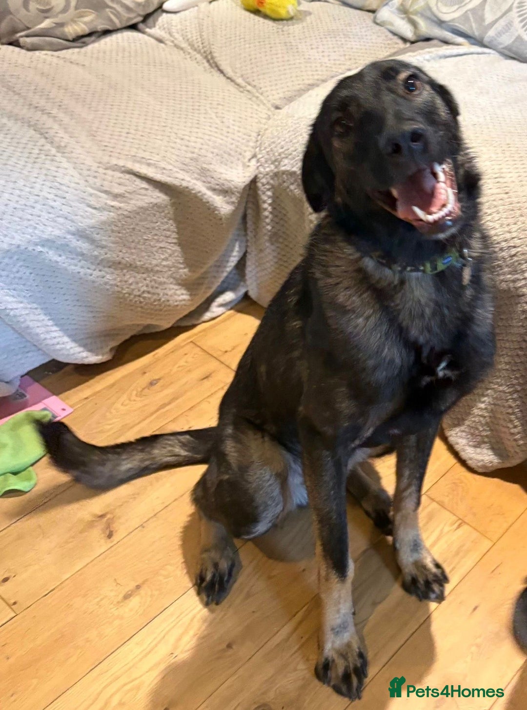 Mixed Breed dogs for adoption: Edgar  - Advert 4