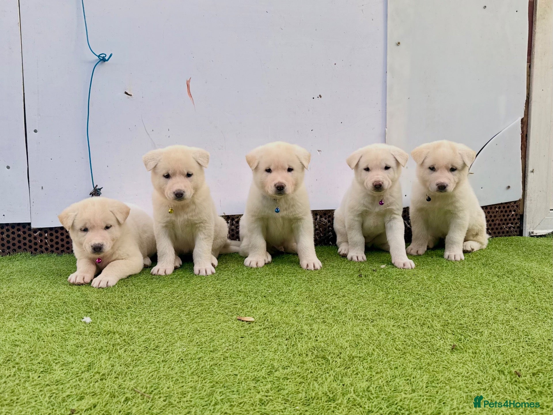 Akita dogs for sale: Akita puppy’s for sale - Advert 1