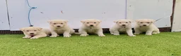 Akita dogs for sale: Akita puppy’s for sale in Birmingham - Advert 1