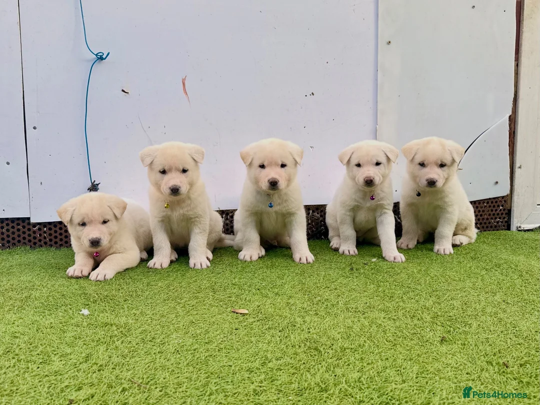 Akita dogs for sale: Akita puppy’s for sale in Birmingham - Advert 1