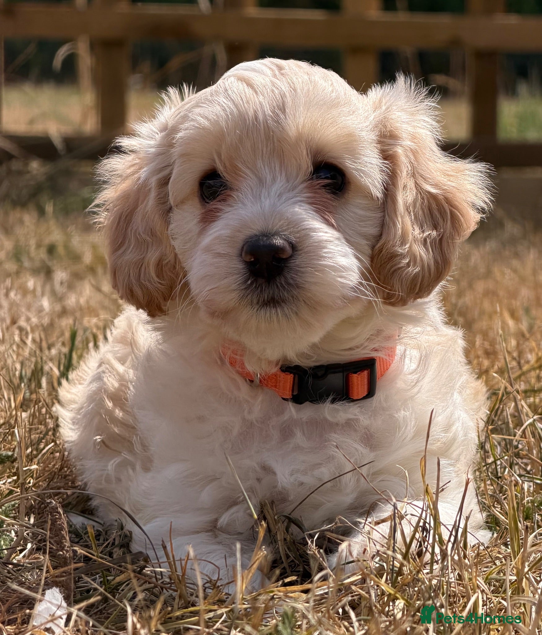 Cockapoo dogs Stunning F1B Cockapoo puppies  - Advert 5