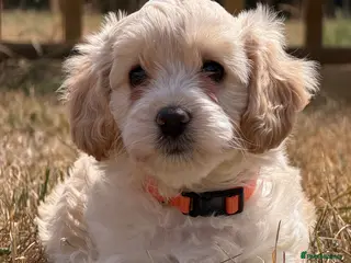Cockapoo dogs Stunning F1B Cockapoo puppies - Advert 5