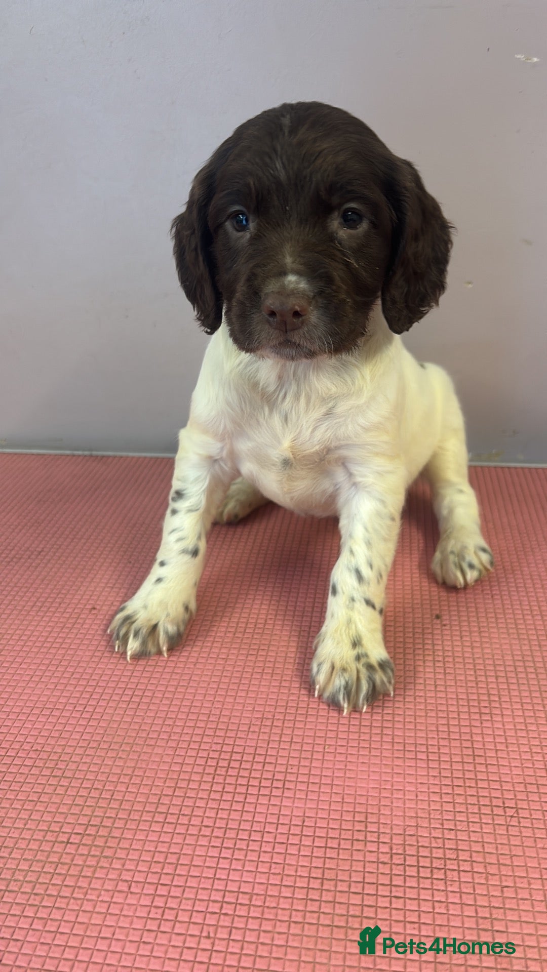 English Springer Spaniel dogs Kc springer spaniel puppies  - Advert 2