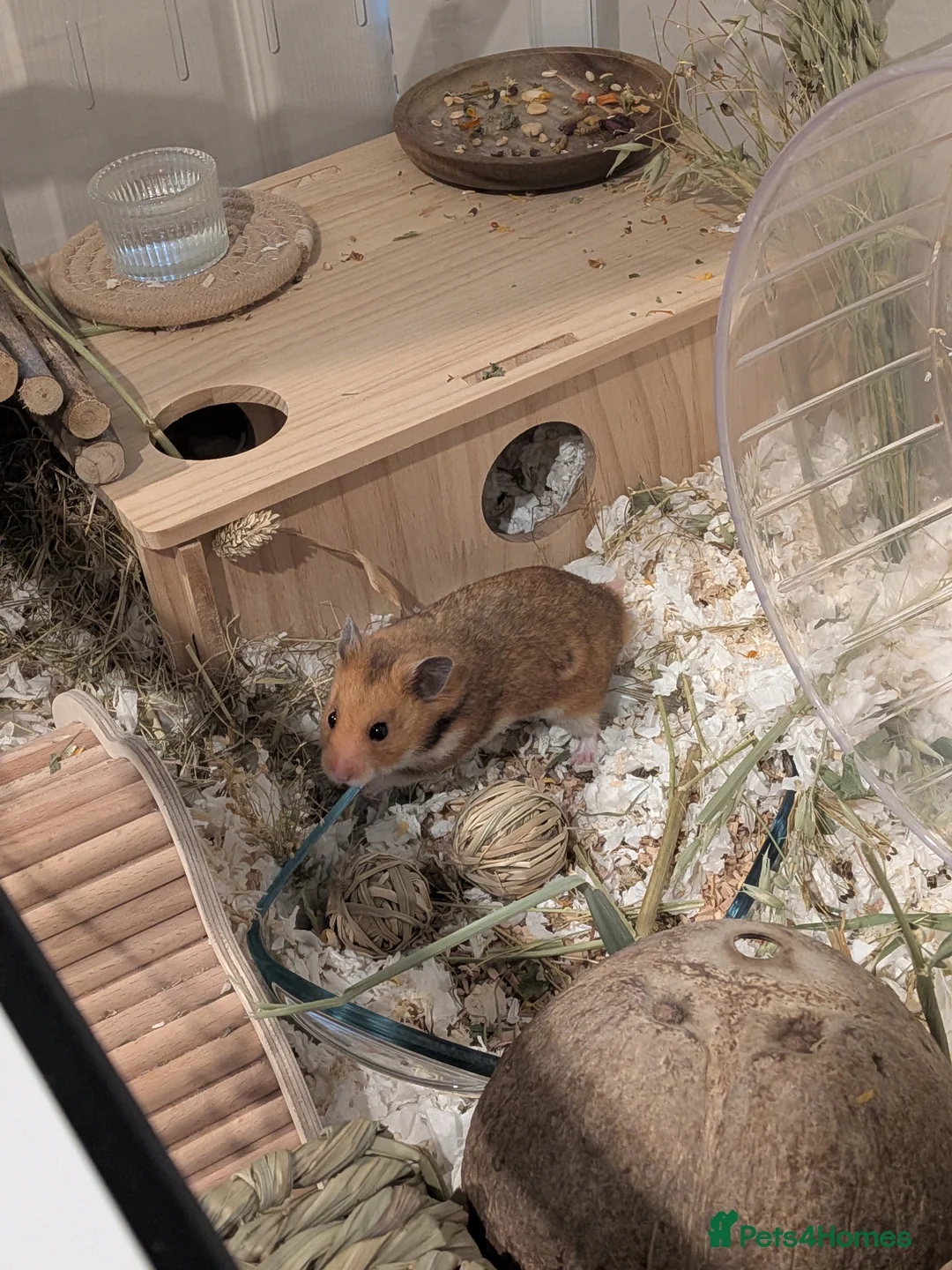 Hamster rodents for sale: Friendly Male Syrian hamster - Advert 4
