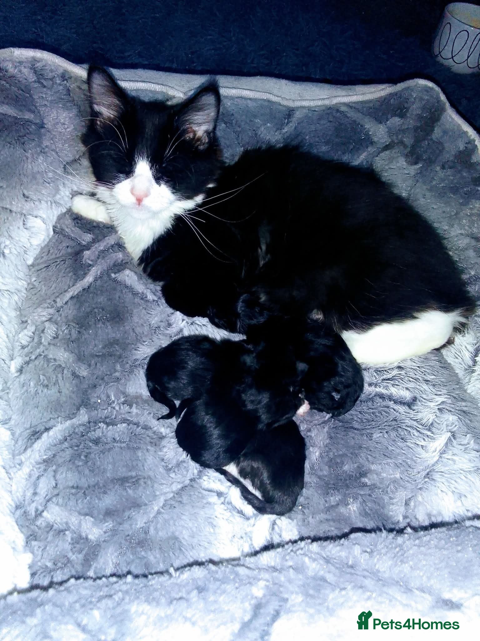 RagaMuffin cats 7 month old female ragamuffin for sale. - Advert 14
