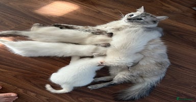Ragdoll cats - Advert 9