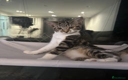 Mixed Breed cats for sale: Red/Cookie - Image 4