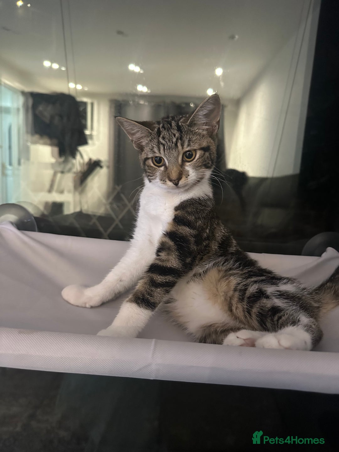 Mixed Breed cats for sale: Red/Cookie - Image 4