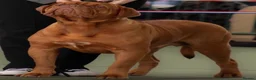 Dogue De Bordeaux dogs for sale: 🌟 UK Champion Parents - Puppies Due 🌟 - Advert 6