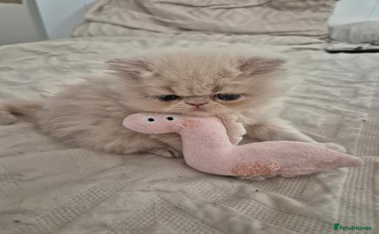 Persian cats - Advert 19
