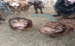 Labradoodle dogs for sale: 🌈The work has been done , choose your breeder 🌈 - Image 32