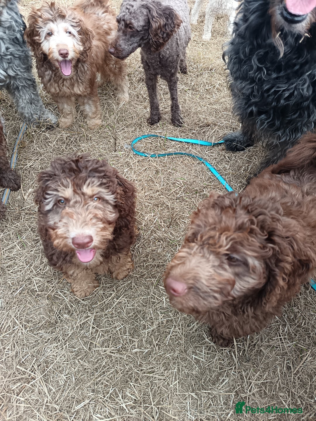 Labradoodle dogs for sale: 🌈The work has been done , choose your breeder 🌈 - Image 32