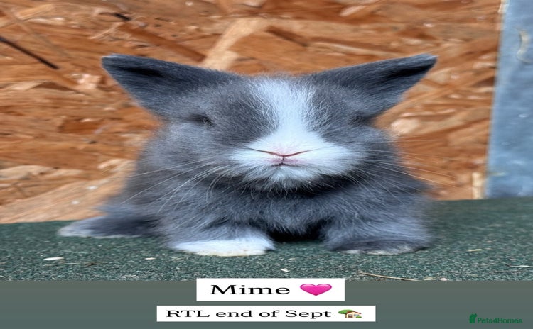 Lionhead rabbits - Advert 5