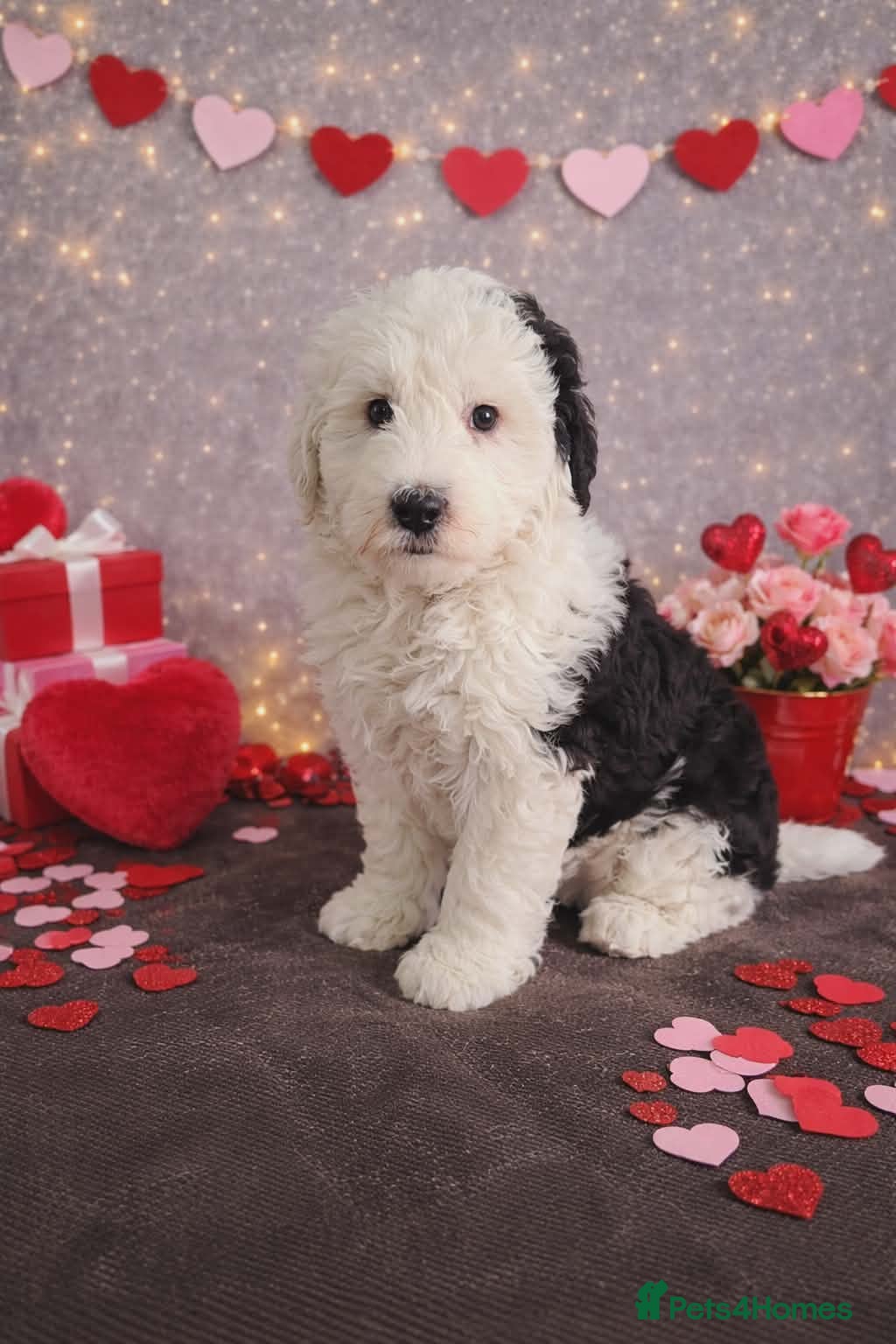 Old English Sheepdog dogs Sheepadoodle Boy puppy left - Advert 1