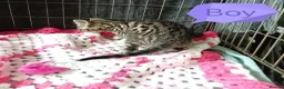 Bengal cats for sale: Bengal Cross kittens  - Advert 25